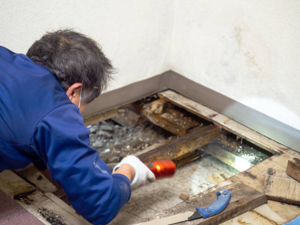 Office Mold Removal Services in Danbury, TX