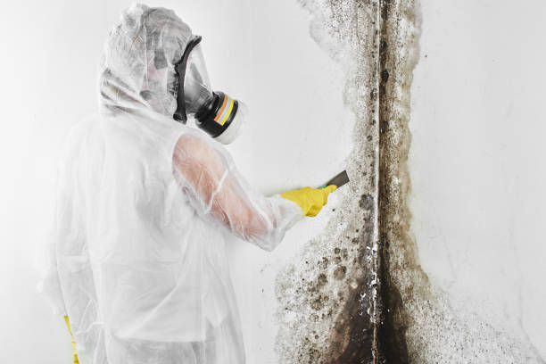 Best Home Mold Removal  in Danbury, TX