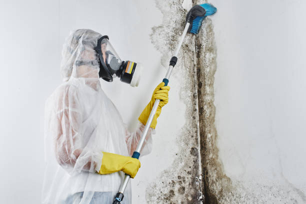 Best Attic Mold Removal  in Danbury, TX