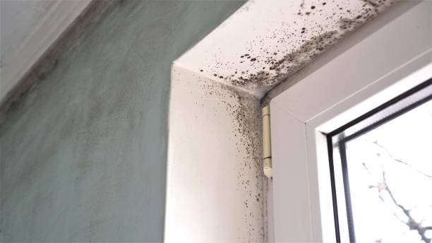 Best Mold Remediation  in Danbury, TX