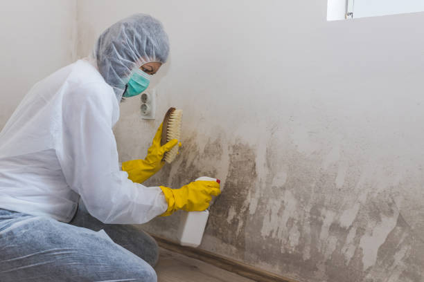 Office Mold Removal Services in Danbury, TX