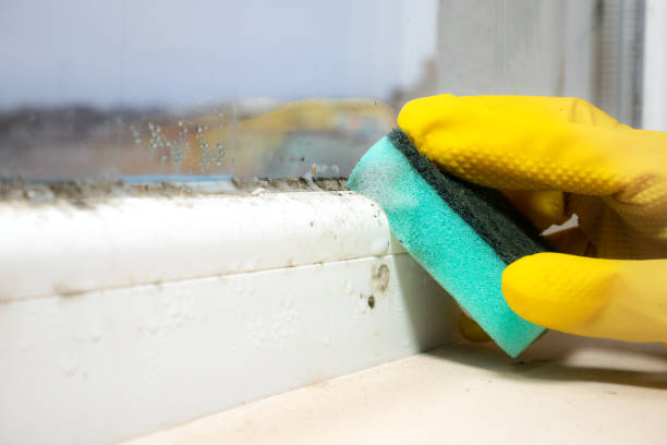 Best Mold Cleaning Services  in Danbury, TX