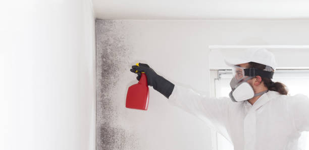 Best Mold Removal Company Near Me  in Danbury, TX