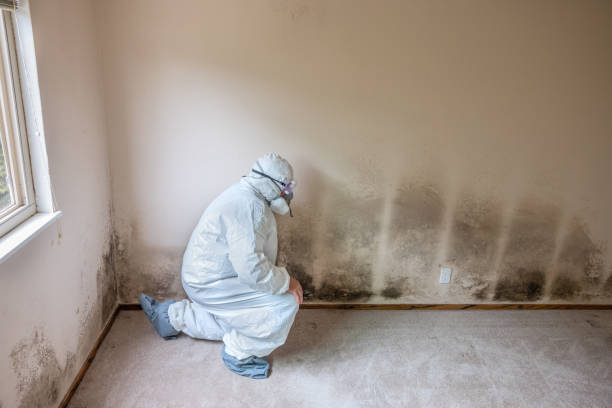 Best Emergency Mold Removal  in Danbury, TX