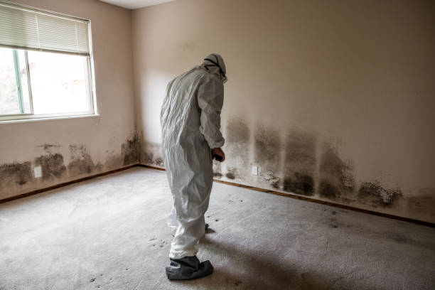 Best Fast Mold Removal  in Danbury, TX