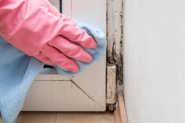 Best Mold Removal Company Near Me  in Danbury, TX