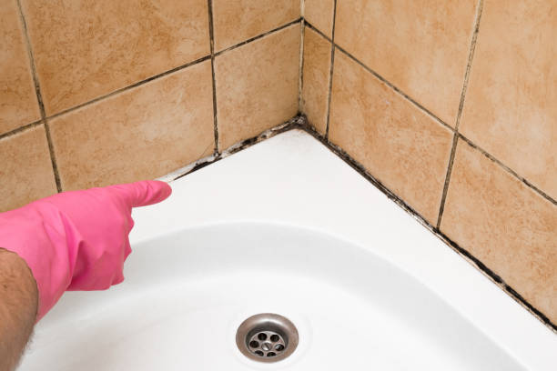 Best Office Mold Removal Services  in Danbury, TX